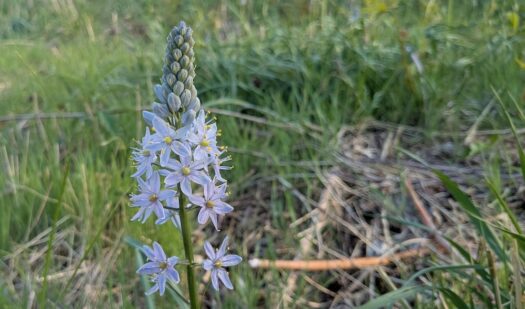 Kaw Valley Almanac for April 20-26, 2026